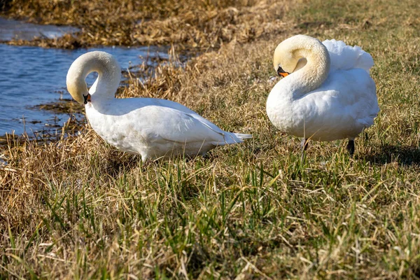 Bahar ve güzel kuğular