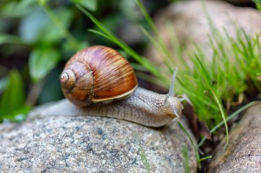 Salyangoz, bahçeye bahar ziyaretçisi.