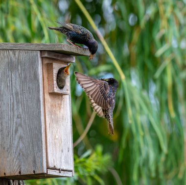 Sığırcıklar, tüm aile yavruların yoğun bakımına ve beslenmesine karışıyor. Nisan 'da civcivlerin yumurtadan çıkışı