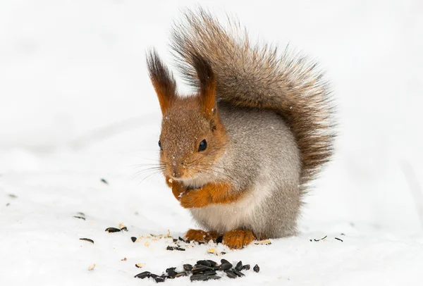 Esquilo na neve — Fotografia de Stock