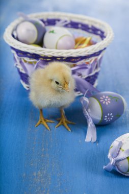 tavuk ve Paskalya yortusu yumurta 