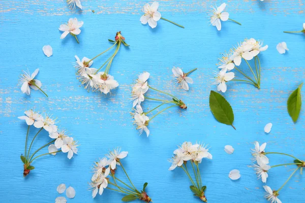 Flores de cerezo sobre un fondo azul — Foto de Stock