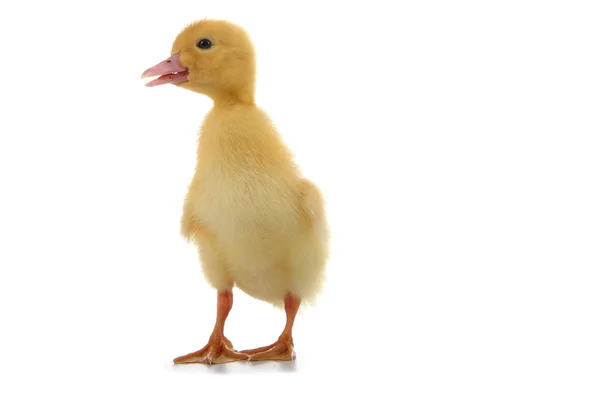 Patito amarillo sobre fondo blanco —  Fotos de Stock