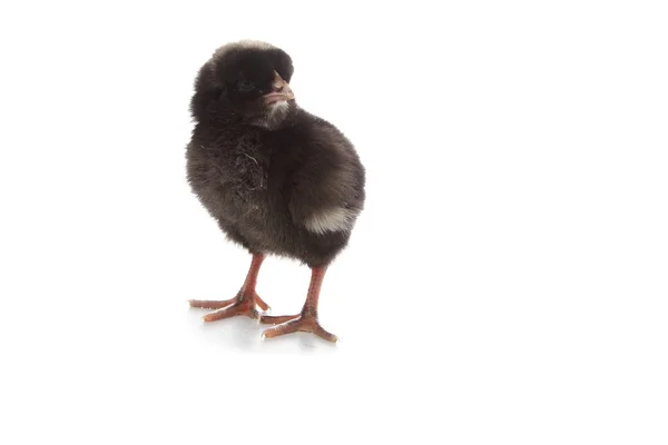 Svart kylling på hvit bakgrunn – stockfoto