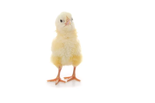 Gelbes Huhn auf weißem Hintergrund — Stockfoto