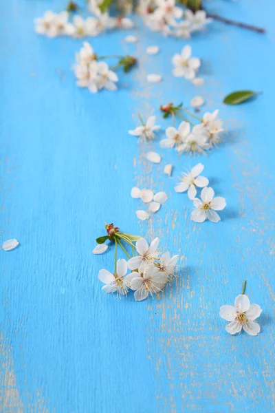 Fleurs de cerisier sur fond bleu — Photo