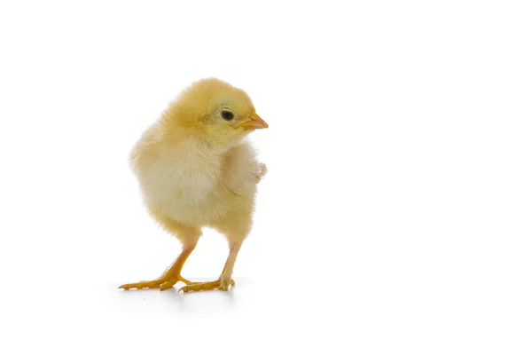 Gelbes Huhn auf weißem Hintergrund — Stockfoto