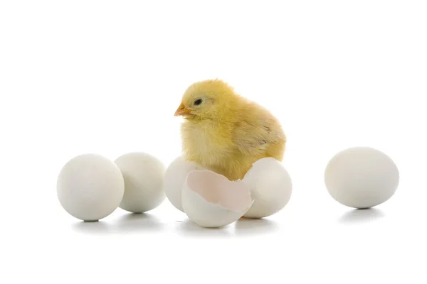 Poulet jaune et œufs sur fond blanc — Photo