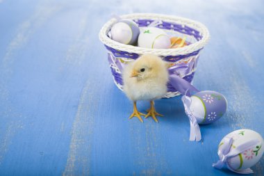 tavuk ve Paskalya yortusu yumurta 