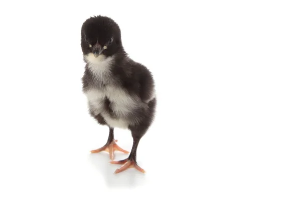 Schwarzes Huhn auf weißem Hintergrund — Stockfoto