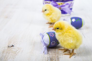 Sarı tavuk ve yumurta 