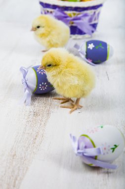 Sarı tavuk ve yumurta 