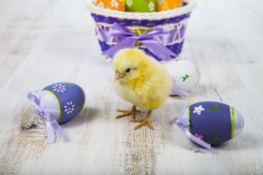 Sarı tavuk ve Paskalya yortusu yumurta 