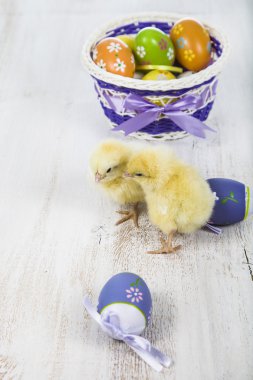 Sarı tavuk ve yumurta 