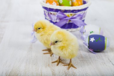 Sarı tavuk ve yumurta 