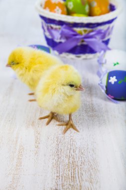 Sarı tavuk ve yumurta 