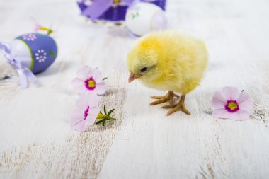 Sarı tavuk ve Paskalya yortusu yumurta 