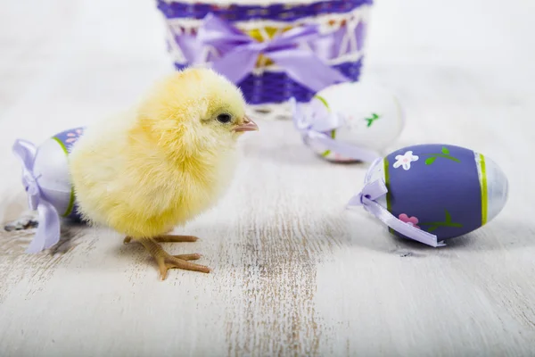 黄色のチキンとイースターの卵 — ストック写真
