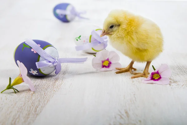 Gele kip en Pasen eieren — Stockfoto