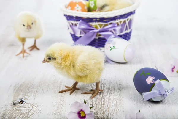 Gele kip en Pasen eieren — Stockfoto