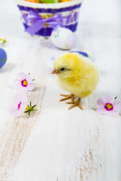 Gele kip en Pasen eieren — Stockfoto