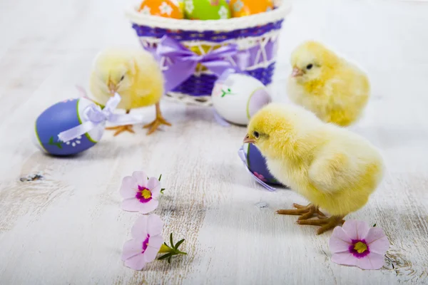Žlutá kuřata a velikonoční vajíčka — Stock fotografie