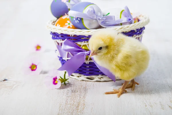 Sarı tavuk ve Paskalya yortusu yumurta 