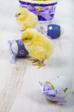 Sarı tavuk ve yumurta 