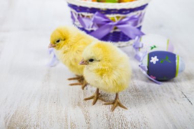 Sarı tavuk ve yumurta 