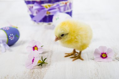 Sarı tavuk ve Paskalya yortusu yumurta 