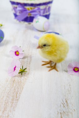 Sarı tavuk ve Paskalya yortusu yumurta 