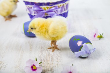 Sarı tavuk ve yumurta 