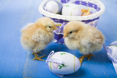 Sarı tavuk ve yumurta 