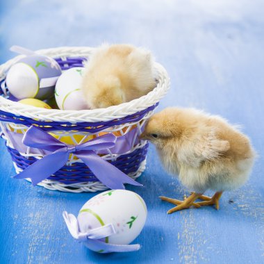 Sarı tavuk ve yumurta 