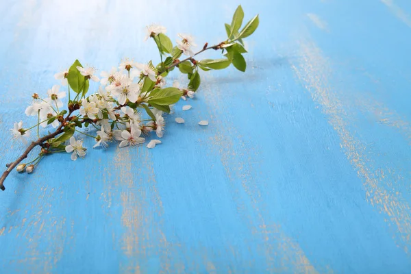 Flowers of cherry on a  wooden background — Stock Photo, Image