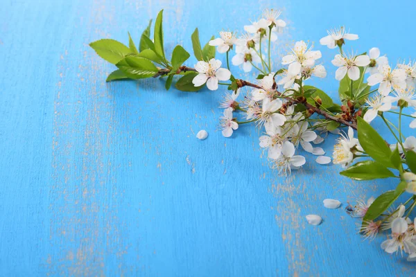 Fleurs de cerise sur un fond en bois — Photo
