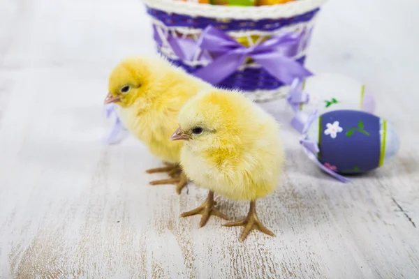 Sarı tavuk ve yumurta 