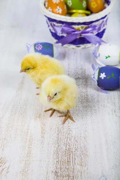 Gele kippen en paaseieren — Stockfoto