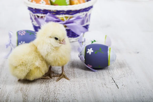 Gele kippen en paaseieren — Stockfoto