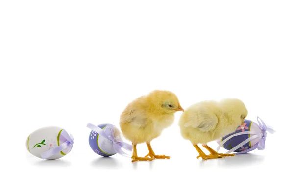 Yellow chickens and easter eggs — Stock Photo, Image