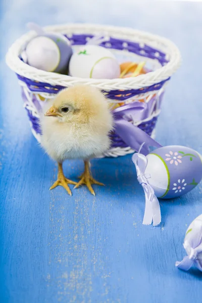 Gele kippen en paaseieren — Stockfoto