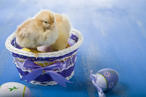 Pollos amarillos y huevos de Pascua —  Fotos de Stock