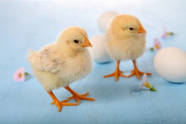 Ahşap arka planda sarı tavuklar