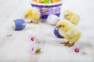 Sarı tavuk ve yumurta 