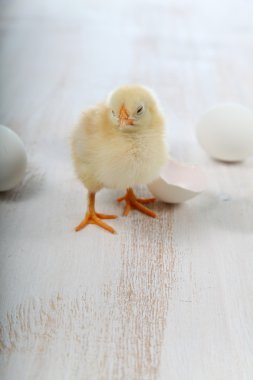 Ahşap arka planda sarı tavuklar