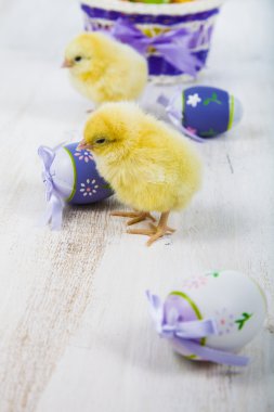 Sarı tavuk ve yumurta 