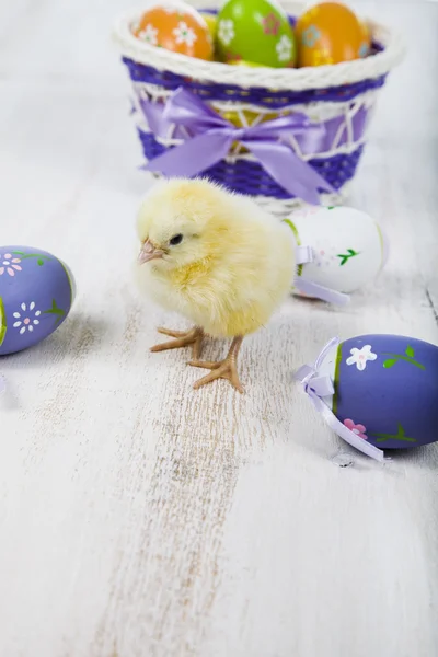 Pollo amarillo y huevos de Pascua —  Fotos de Stock