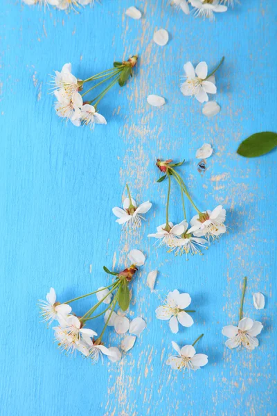 Flores de cereja em um fundo de madeira — Fotografia de Stock