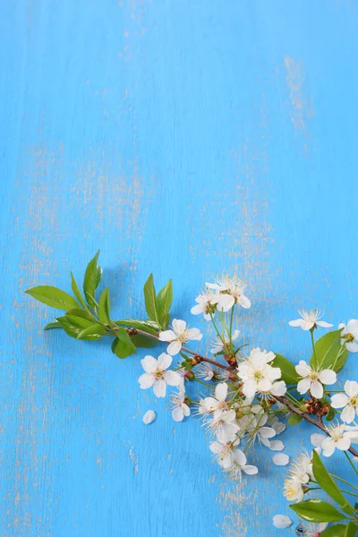 樱桃在蓝色背景上的花朵 — 图库照片