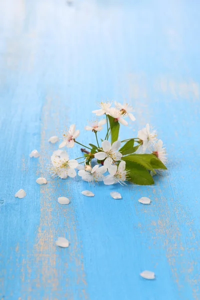 Kirschblüten auf blauem Hintergrund — Stockfoto